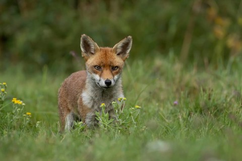 Red fox (Vulpes vulpes) adult animal in countryside grassland with wildflowers in summer, England,