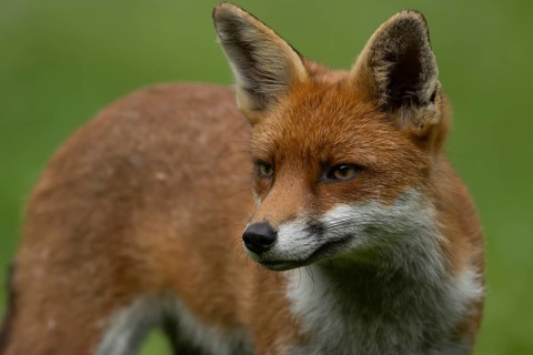 Red fox (Vulpes vulpes) adult animal head portrait, England, United Kingdom