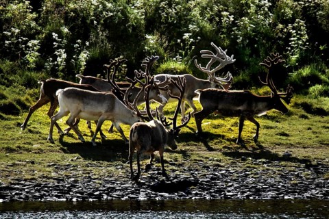 Group of reindeer run along a riverbank in Sarnes