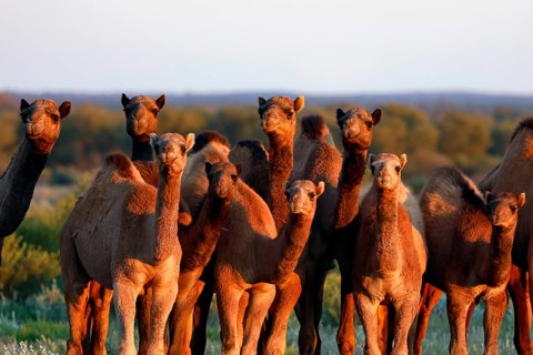 Group of camels in the desert along the Stuart Highway at dusk, zero