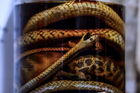 Close-up view of snakes preserved in glass, on display in a hotel on Stuart Highway, zero
