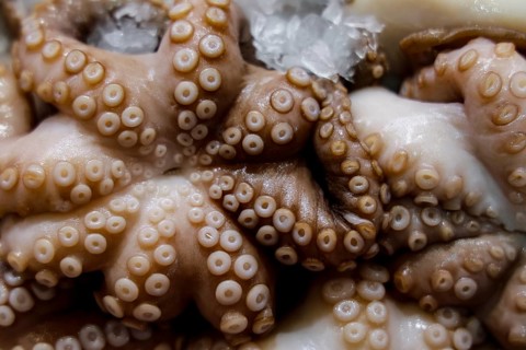 Close-up of octopus tentacles on ice in Sydney Fish Market, Sydney, New South Wales, Australia