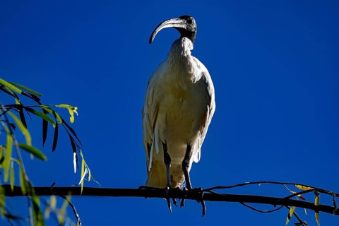 Ibis sits majestically on a branch in the Chinese Garden of Friendship, Sydney, New South Wales,