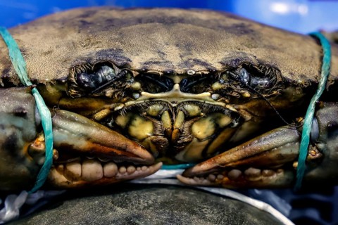 Close-up of a blue crab on ice at a sales stand in Sydney Fish Market, Sydney, New South Wales,