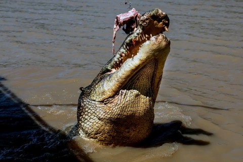 Groin crocodile snaps for prey in Adelaide River, Adelaide River, Northern Territory, Australia