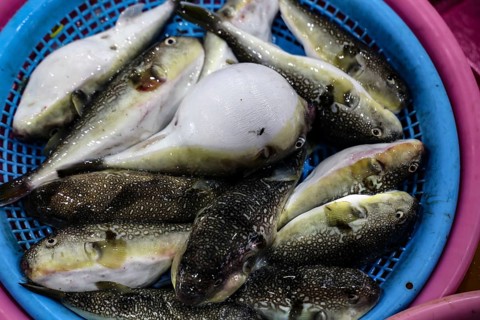 Different pufferfish in a basket at the fish market in Busan, Busan, South Korea