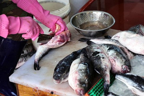 Blowfish is excluded at the Jagalchi fish market, Busan, South Korea
