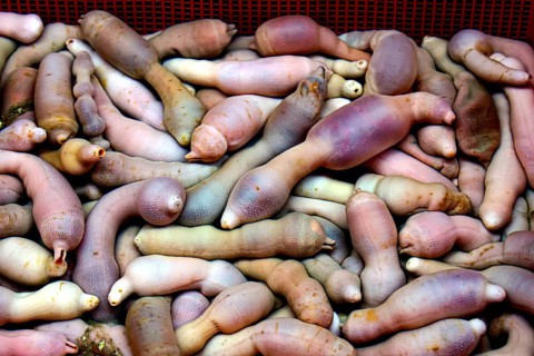A cluster of hedgehog worms at the Jagalchi fish market, Busan, South Korea