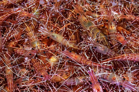 Shrimps in large quantities at the Jagalchi fish market in Busan, Busan, South Korea