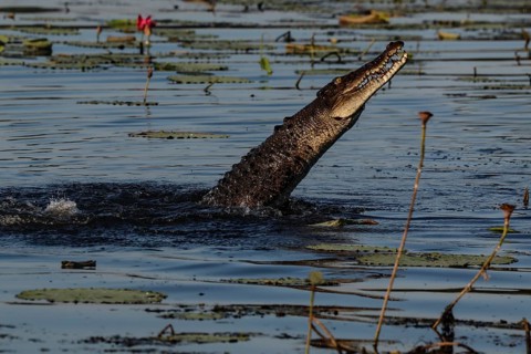 Saltwater crocodile rises from the water in Kakadu National Park, Kakadu National Park, Northern