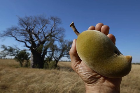 A hand holds the fruit of a baob tree in front of an open landscape in the Kimberleys, Kimberleys,
