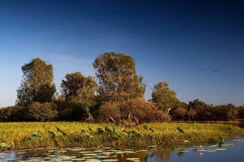 Lush wetlands with tall trees under a clear sky in Kakadu National Park, Kakadu National Park,