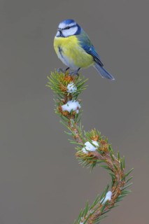 Blue tit (Cyanistes caeruleus), on a snow-covered spruce top, Swabian Alb biosphere reserve,