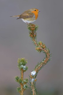 Robin (Erithacus rubecula), on a snow-covered spruce top, Swabian Alb biosphere reserve,