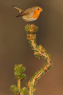 European robin (Erithacus rubecula), on spruce top, Swabian Alb biosphere reserve,