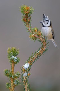 Crested Tit (Lophophanes Scalloped ribbonfish), on a spruce top covered with snow, Swabian Alb
