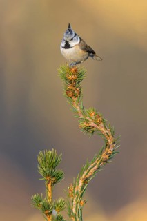 Crested Tit (Lophophanes cristatus), on spruce top, Swabian Alb Biosphere Reserve,