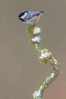 Fir tit (Periparus ater), on a spruce top covered with snow, Swabian Alb biosphere reserve,