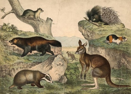 Animals: Wolverine, Gulo boreclis, Badger, Meles vulgaris, Oppossum, Didelphys virginiana, giant