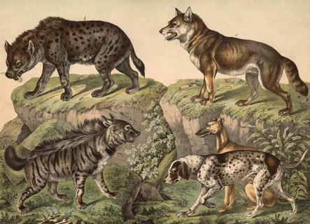 Predators: hyena, hyena striata, spotted hyena, hyena crocuta, greyhound, Canis familiaris grajus,