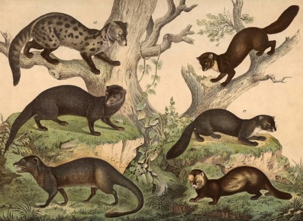 Predators: Civet cat, Viverra zibetha, ichneumon, herpestes ichneumon, mongoose, herpestes