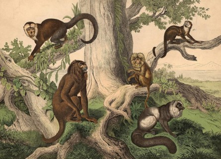 Monkeys and half-monkeys: red howler monkey, Mycetes seniculus, capuchin monkey, Bebus capucinus,