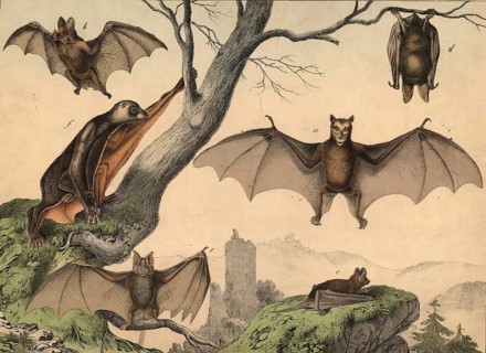 Fluttering animals: flying dog, pteropus edulis, vampire, phillostoma spectrum, bat, vesperugo