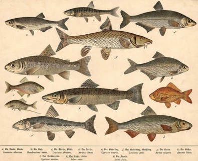 Animals, fish, school picture, authentic reproduction of a school mural, around 1900, exact date