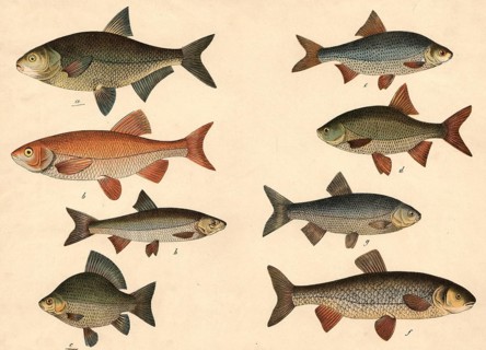 Animals, fish: bream, Abramis brama, orf or golden village, Cyprinus orfus, crucian carp, Cyprinus