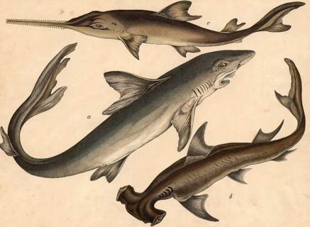 Animals, fish: human shark, Carcharias vulgaris, hammerhead shark, Squalus zygaena, sawfish,