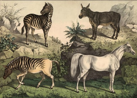 Animals: Arab horse, Equus caballus, donkey, Equus asinus, zebra, Hippotigris zebra, quagga,