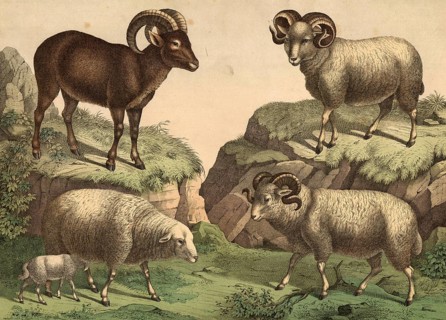 Animals: mouflon, Avis musimon, landscape, Ovis aries, merino sheep, school painting, authentic