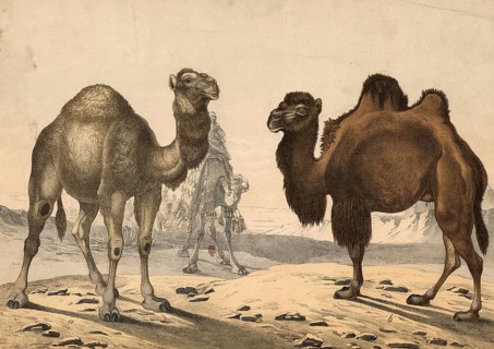 Animals: dromedary, Camelus dromedarius, two-humped camel, Camelus bactrianus, school painting,