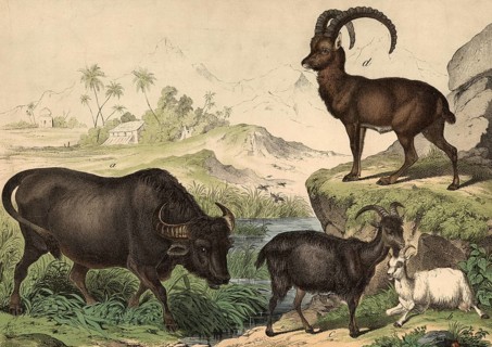 Animals: buffalo, Bubalus vulgaris, domestic goat, Capra hircus, Capra ibex alpinus, school