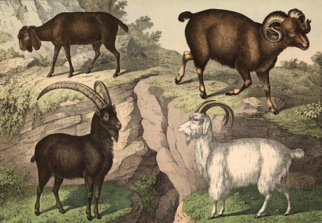 Animals: Bezoar goat, Capra aegagrus aegagrus, cashmere goat, Hircus laniger, Argali, Caprovis