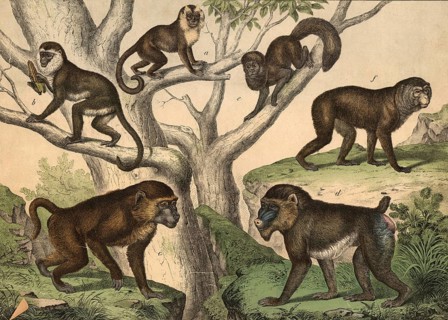 Monkeys: Rolled monkey, Cobus apella, Moncat, Cercopithecus sabaeus, Babuin, Cynocephalus babuin,