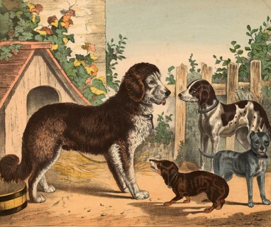 Animals: dogs, domestic dogs, Canis lupus familiaris, school painting, authentic reproduction of a