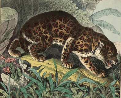 Animals, predators, cats: leopard, panthera pardus, school picture, authentic reproduction of a