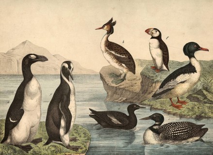 Animals, birds, swimming birds: Great Saeger, Mergus merganser, Grebe, Podiceps cristatus, Sea
