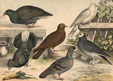 Animals, birds, doves: field dove, Columba livia, drum dove, somersault dove, peacock dove, Nicobar