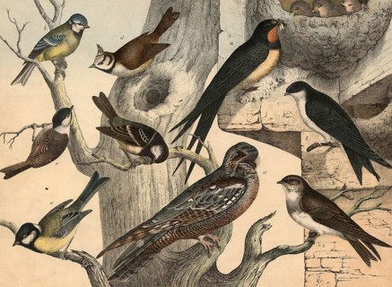 Animals, birds: Great tit, Parus major, blue tit, Parus coeruleus, pine tit, Periparus ater,