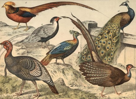Animals, chicken-like birds: silver pheasant, Phasianus nycthemerus, golden pheasant, Phasianus