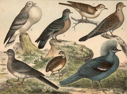 Animals, dove-like birds: wooden dove, columba oenas, goiter dove, columba gutturosa, wandering