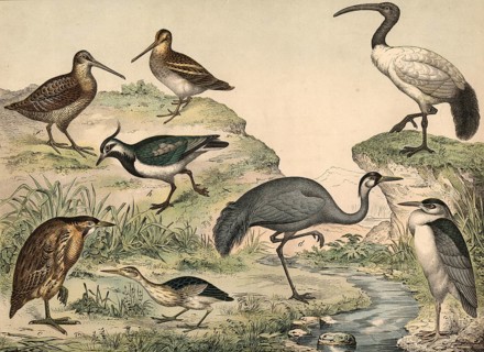 Animals, birds, swamp birds: stinging heron, Ardea nyctiecorax, bittern, Ardea minuta, large