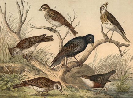 Animals, birds, starlings and pinnippers: skylark, Alauda arvensis, woodlark, Alauda arborea,