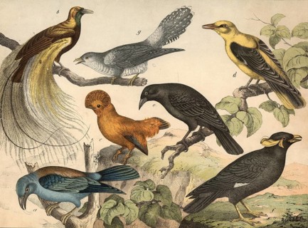 Animals, birds: almond crow, Coracias garrula, bird of paradise, Paradisea apoda, rock grouse,