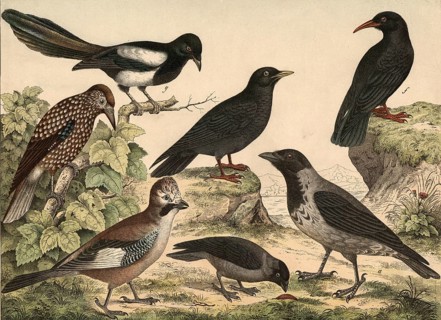 Animals, birds, corvids: cloud crow, Corvus cornix, jackdaw, Corvus monedula, jay, Garrulus