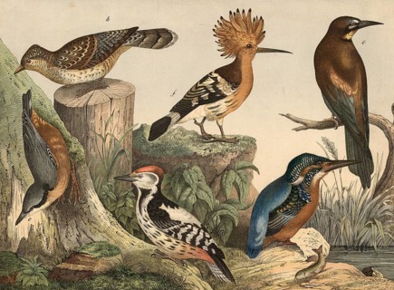 Animals, birds: Great Spotted Woodpecker, Picus medius, Wendeck, Yunx torquilla, Nuthatch, Sitta