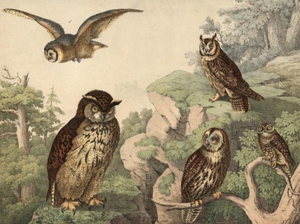 Animals, night owl: eagle owl, bubo maximus, long-eared owl, otus vulgaris, tawny owl, ulula aluco,