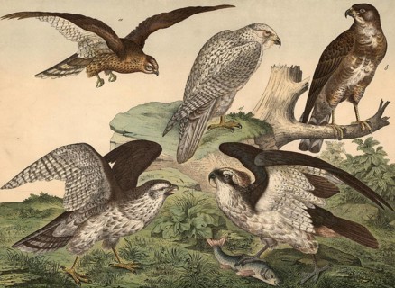 Animals, day predators: corn harrier, circus pygargus, buzzard, Buteo vulgaris, osprey, Pandion